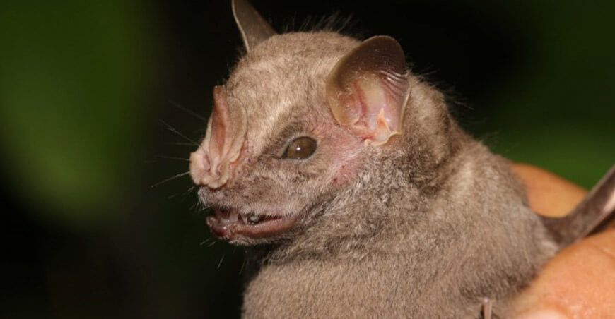 IIAP estudia el impacto de las carreteras en la biodiversidad amazónica peruana