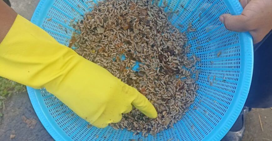 IIAP y colegio de Astoria crían larvas de mosca soldado para mejorar la alimentación de peces Loreto Perú