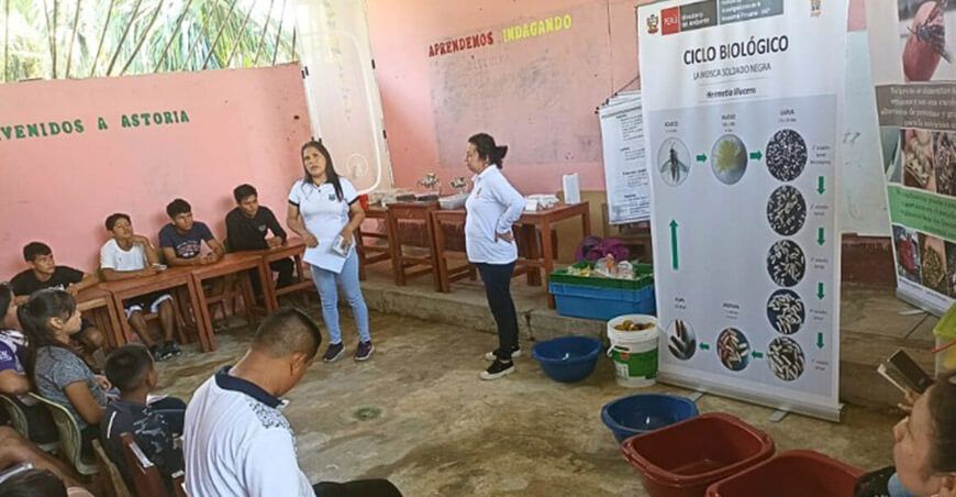 IIAP y colegio de Astoria crían larvas de mosca soldado para mejorar la alimentación de peces Loreto Perú