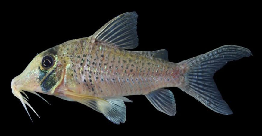 Código de barras genético del IIAP, una herramienta clave para identificar especies amazónicas Perú
