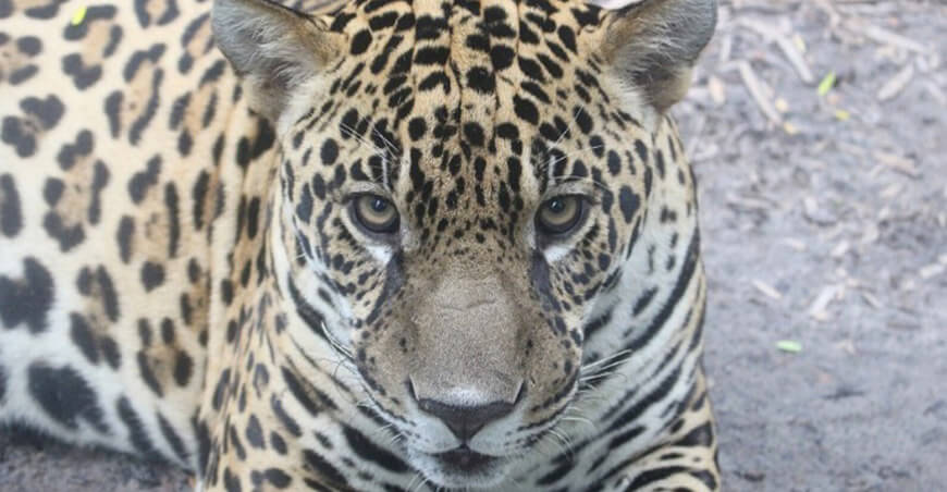 Nueva expedición del IIAP investigará ecosistemas y comunidades en la cabecera del río Tigrillo Loreto Perú