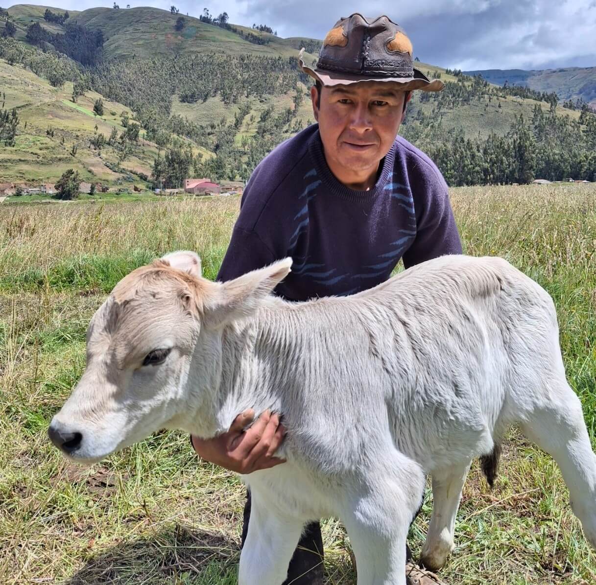 Pajillas transferidas por el INIA mejoran la calidad del ganado vacuno altoandino en Huancavelica