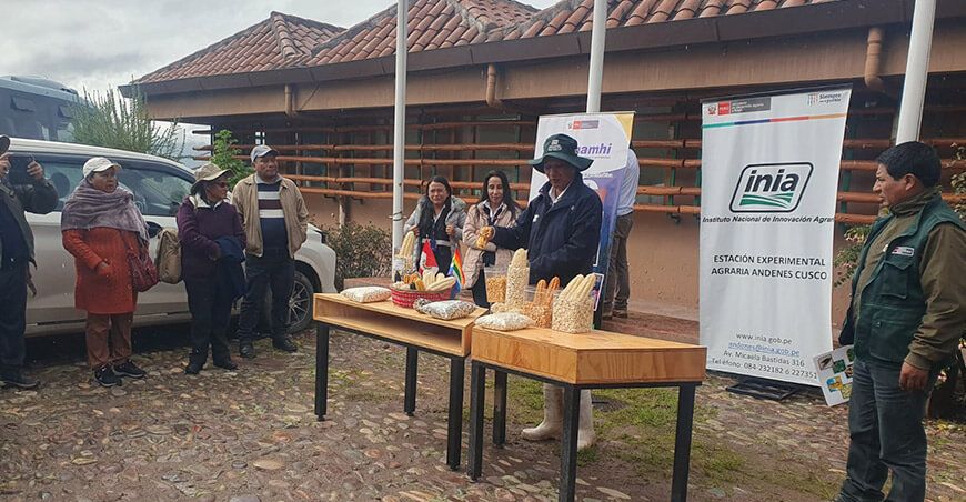 INIA transfirió tecnologías para mejorar la producción de maíz de alta calidad genética en Cusco Perú