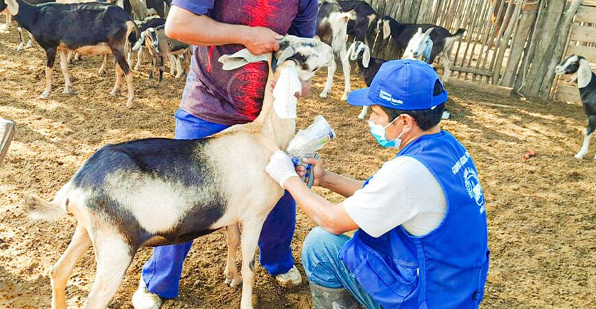Inseminación artificial ganado caprino Piura Perú
