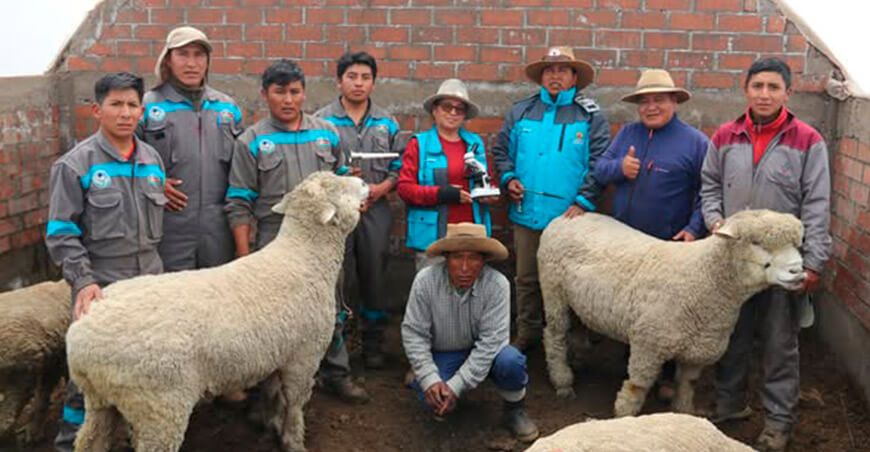 Inician campaña de inseminación artificial de ovinos en Espinar Cusco Perú