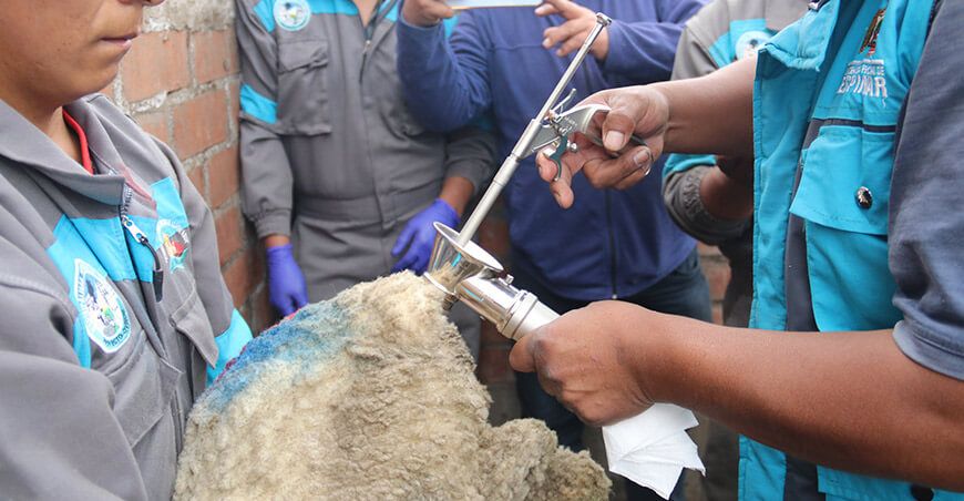 Inician campaña de inseminación artificial de ovinos en Espinar Cusco Perú