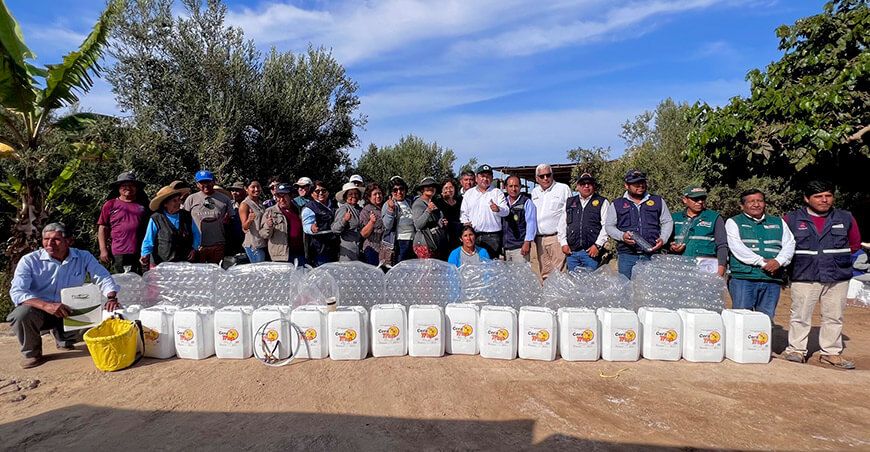 Colocarán 1200 trampas para erradicar la mosca de la fruta en campos de cultivo de olivo Tacna Perú