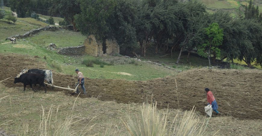 Investigación del INIA Perú sobre labranza tradicional de papa entre los 100 mejores artículos científicos del mundo