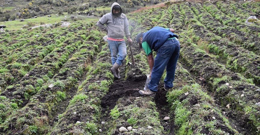 Investigación del INIA Perú sobre labranza tradicional de papa entre los 100 mejores artículos científicos del mundo
