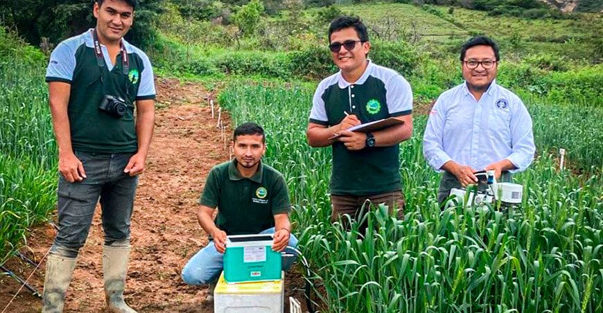 investigadores de la UNTR analizan la adaptabilidad de 13 variedades de trigo en Amazonas