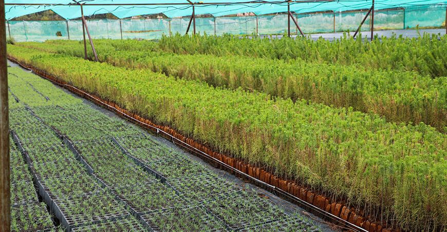 Impulsan la producción de 100 000 plantones de pino para reforestar Junín Perú