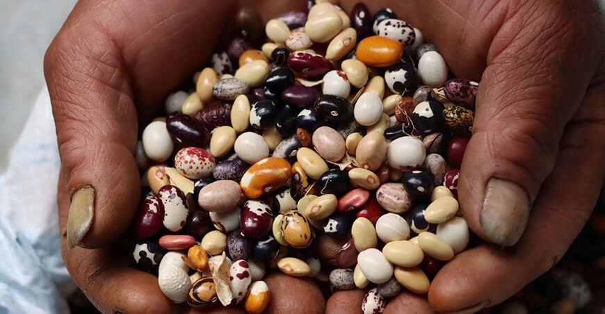 legumbres menestras frejol zona de Agrobiodiversidad de Andahuaylas, región Apurímac