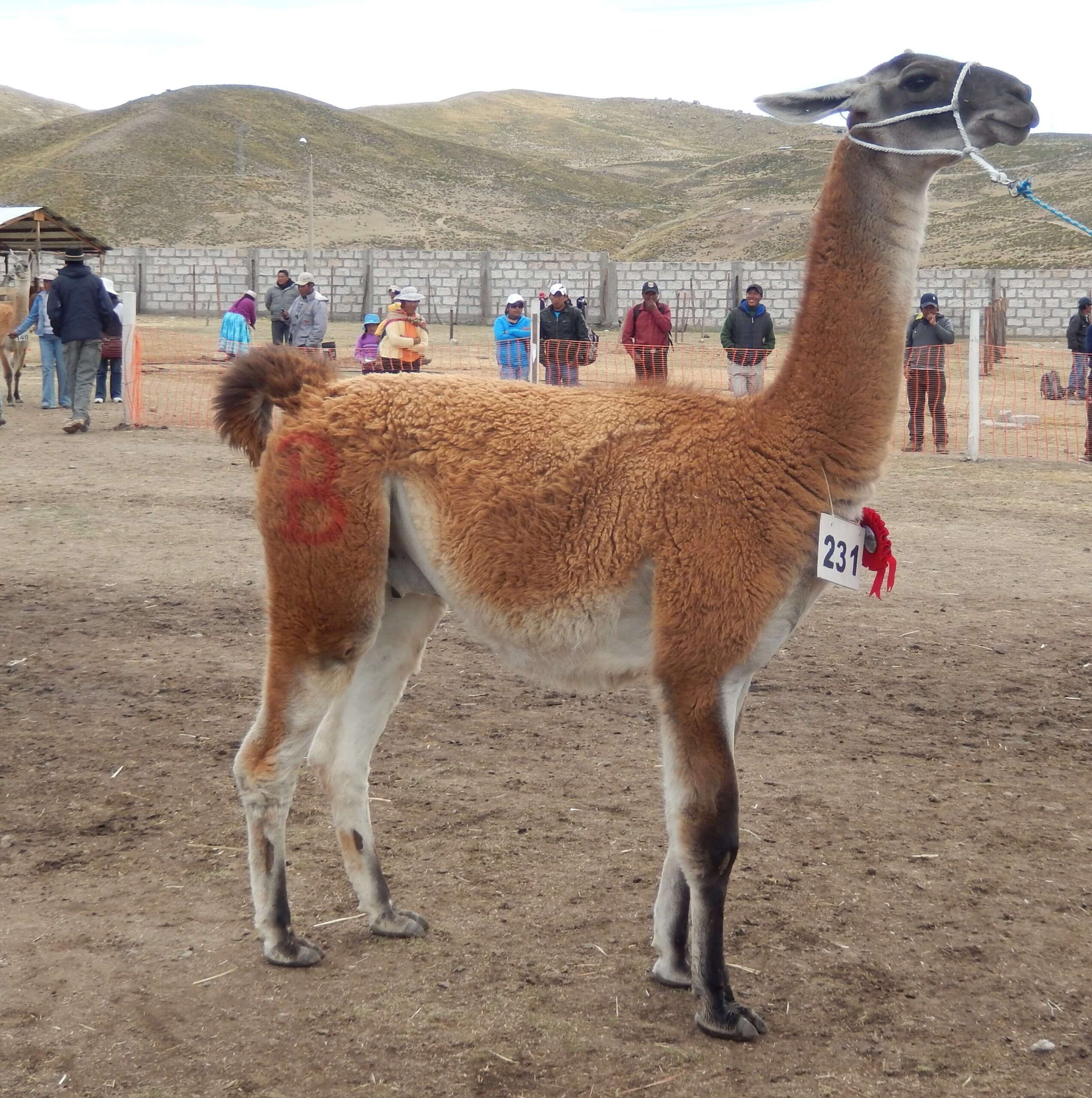 ejemplar de llama K’ara