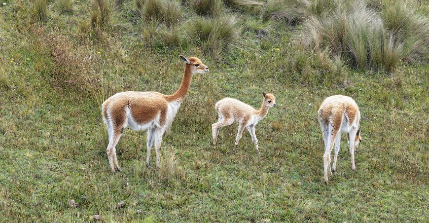 Nacen más de 40 crías de vicuñas en zonas de repoblamiento de Cajamarca