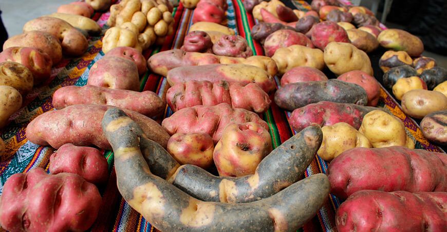 papas nativas Perú