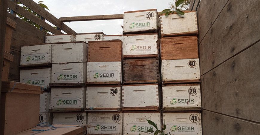 Promueven la trashumancia apícola para mejorar la producción de miel en Áncash Sedir Perú