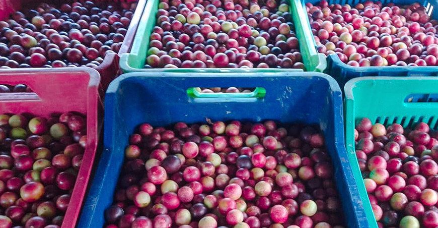 Perú exportación camu camu peruano