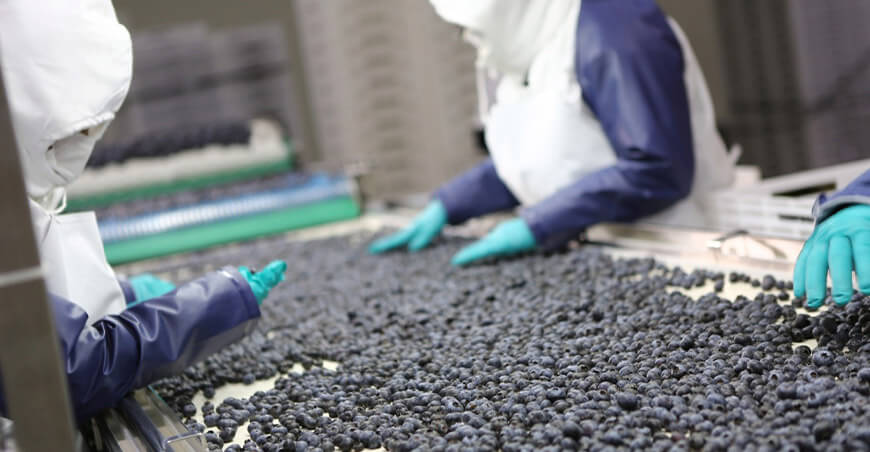 Perú exportación arándanos peruanos