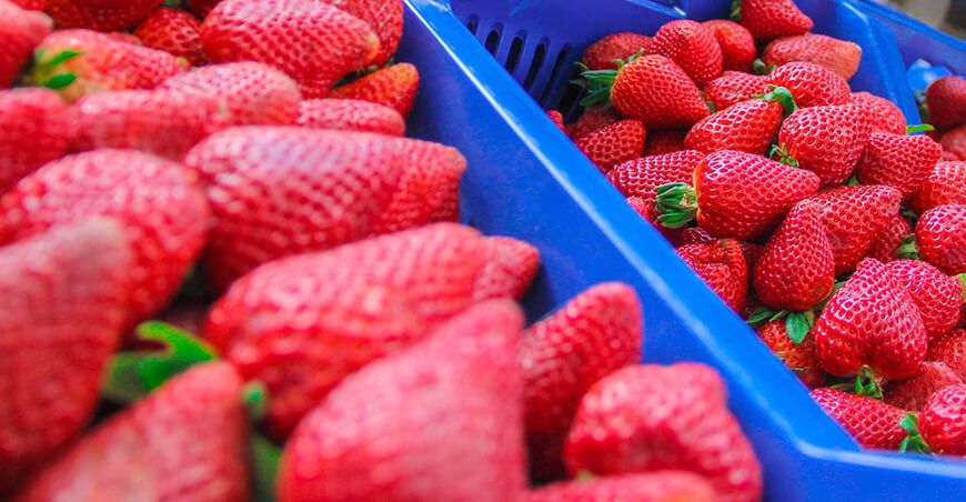 Perú exportación de fresas peruanas