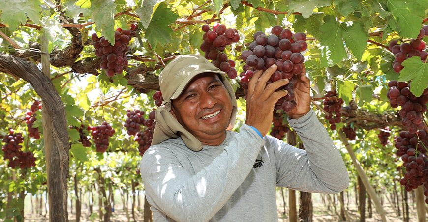 Perú exportación de uvas peruanas