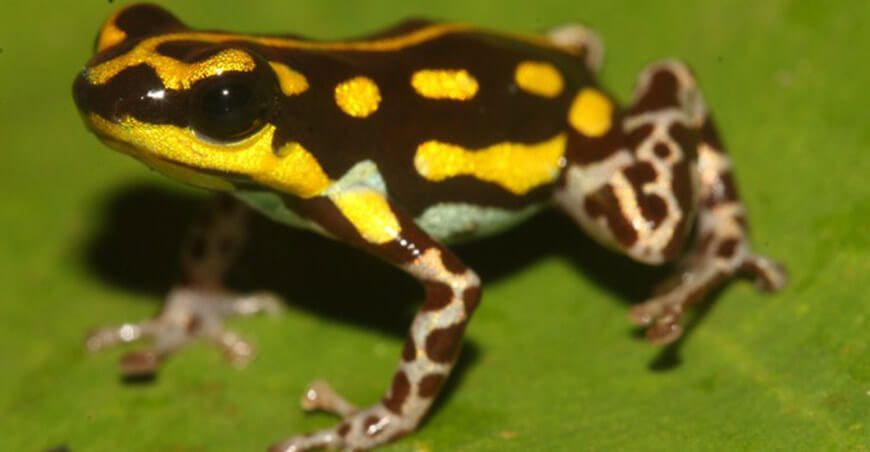 Código de barras genético del IIAP, una herramienta clave para identificar especies amazónicas Perú