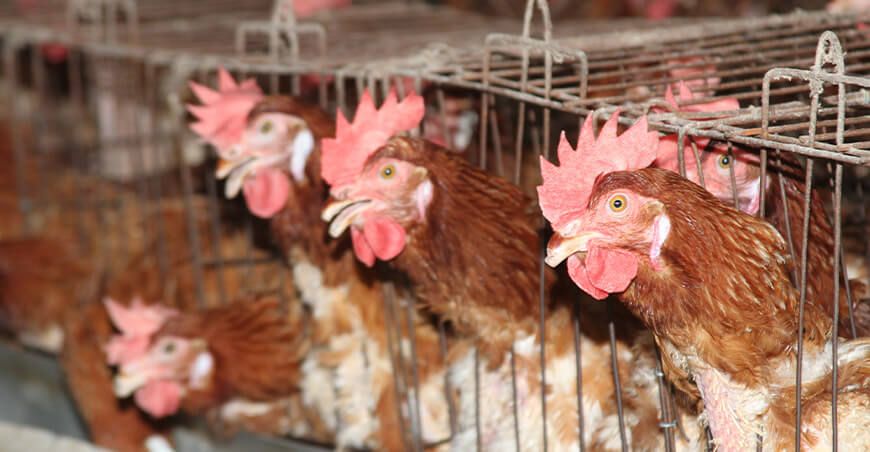 Perú se declara país libre de Influenza Aviar ante la OMSA
