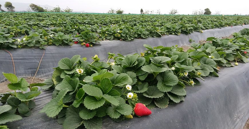 Perú producción y exportación de fresas peruanas
