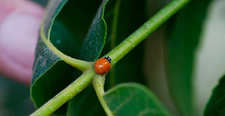 Poniendo un alto al pulgón amarillo en cultivos de pecana 