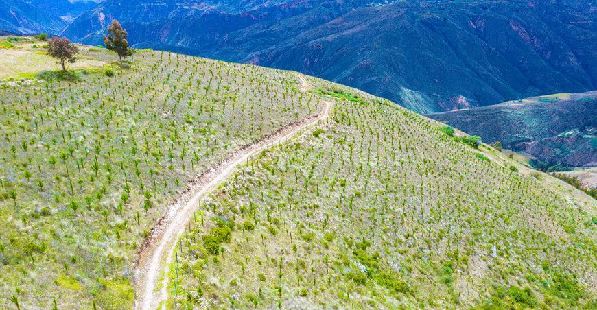 PESCS Midagri recupera 800 hectáreas de cobertura vegetal en Santo Tomás Huancavelica Perú