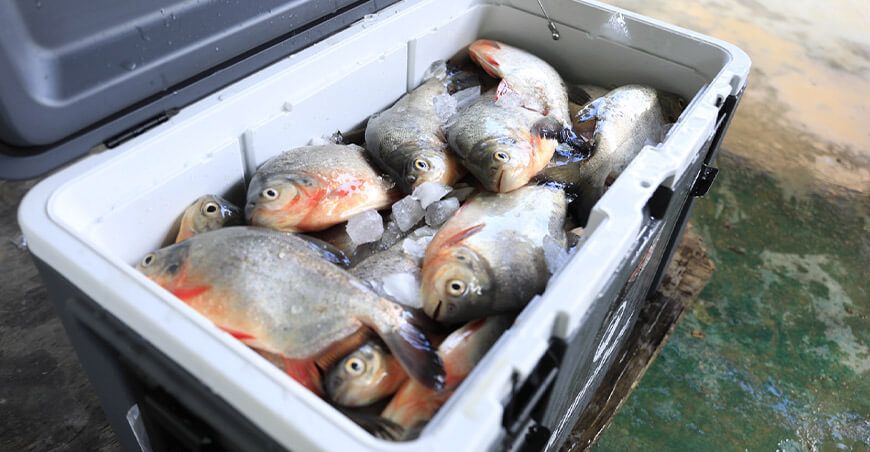 Piscicultores del Vraem vendieron pescado amazónico en mercados de Ica, Lima, Ayacucho y Junín Devida Perú