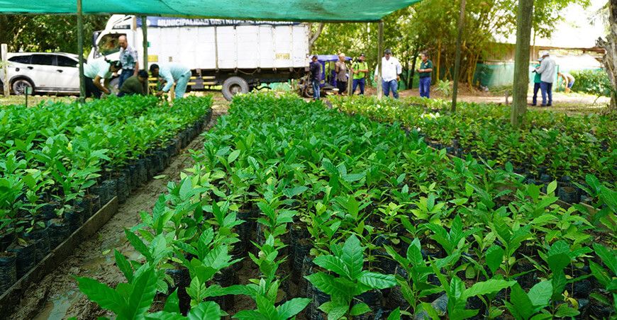 Entregaron 5500 plantones de café resistente a la roya amarilla Ucayali Perú