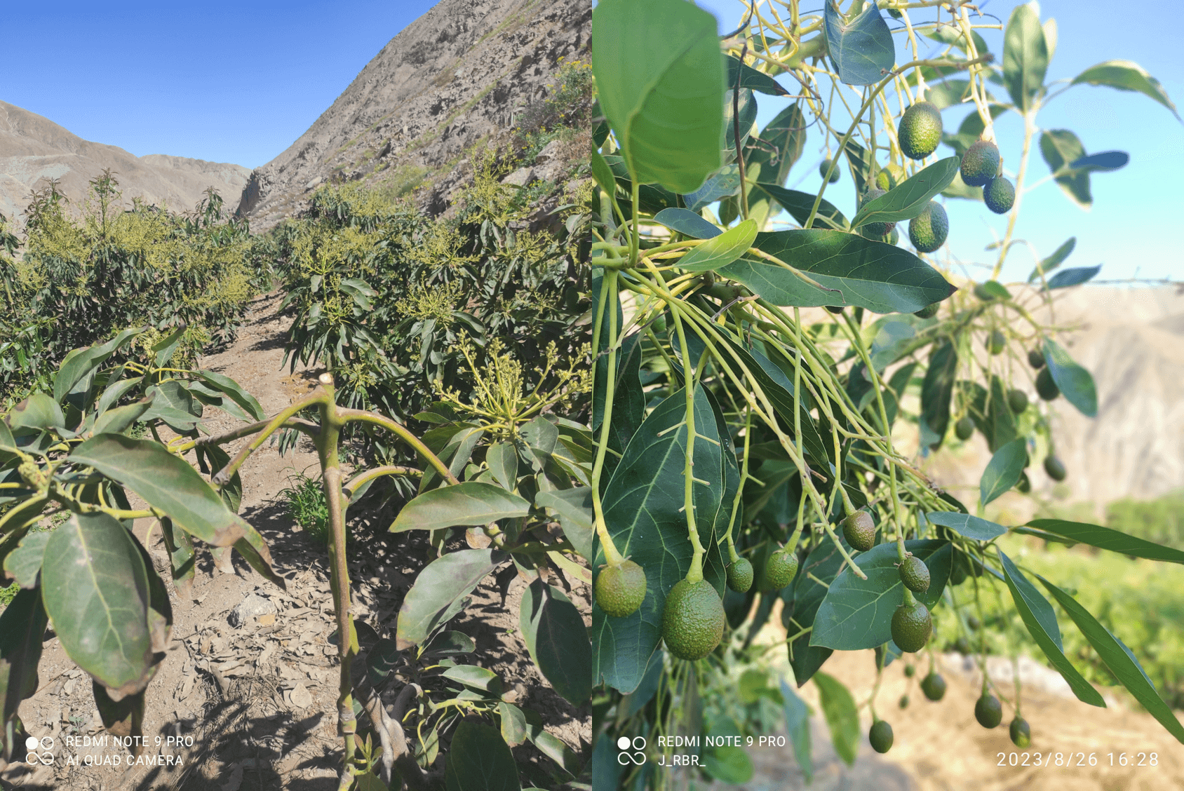 A la izquierda, intervención inadecuada del módulo, que deja la rama expuesta, lo que se agrava por la brotación de inflorescencias determinadas. A la derecha, frutos originados de inflorescencias indeterminadas, cuyo brote protege los frutos de la radiación directa.