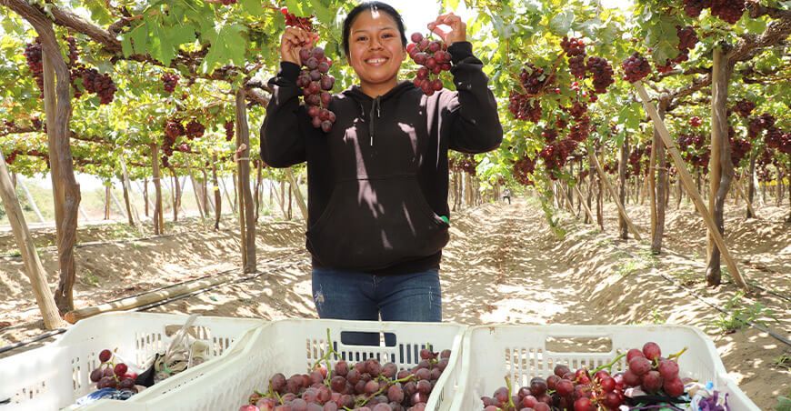 producción y cosecha de uvas Perú