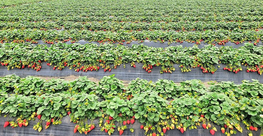 Perú producción y exportación de fresas peruanas
