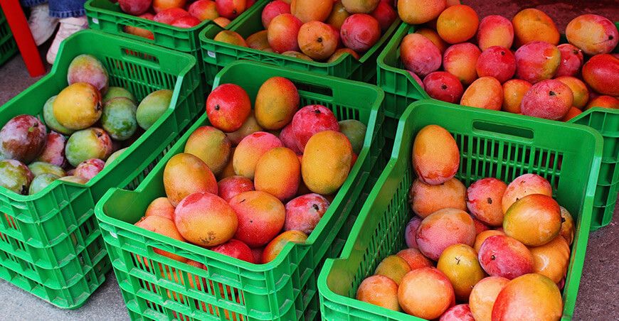 producción de mango Kent Perú