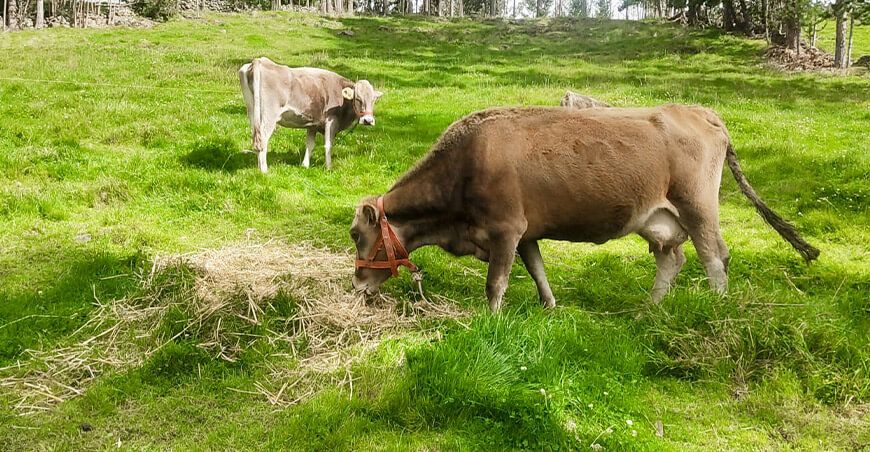 Capacitan a ganaderos de Vinchos en manejo y conservación de pastos y forrajes para garantizar alimento ganado vacuno Ayacucho Perú