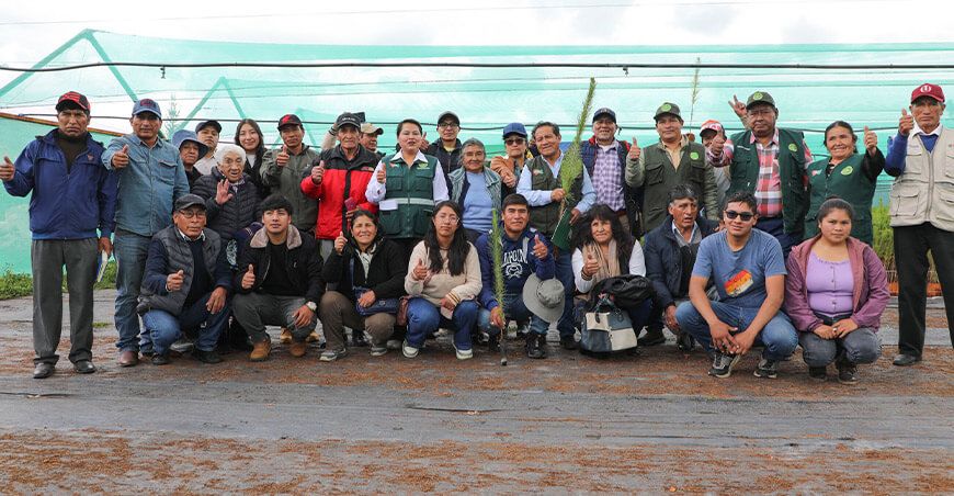 Impulsan la producción de 100 000 plantones de pino para reforestar Junín Perú