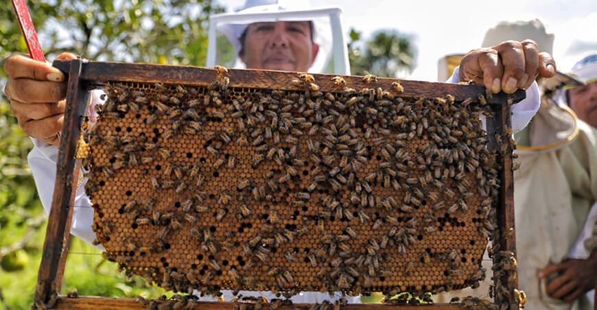 Devida impulsa apicultura Vraem productor apícola crianza de abejas Junín Perú