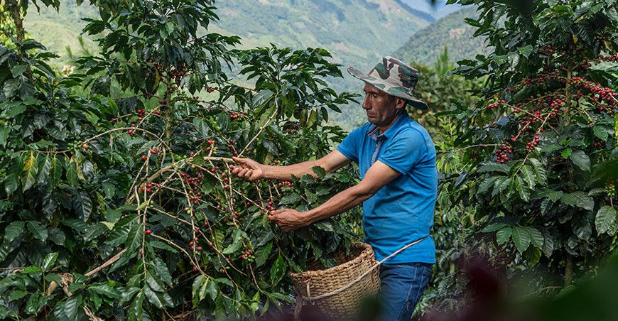productor de cultivo de café Devida Perú