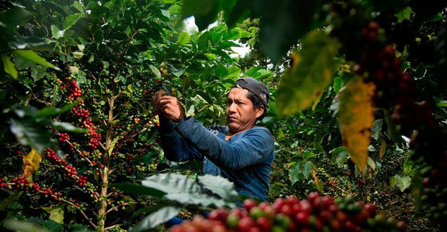 productor de cultivo de café Perú