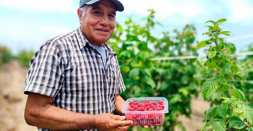 productor de cultivo de frambuesas Perú
