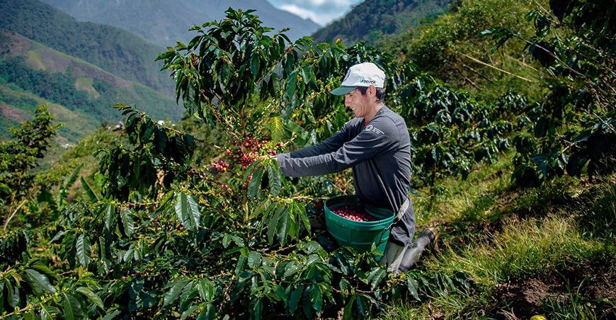 productores de Huánuco exportarán café