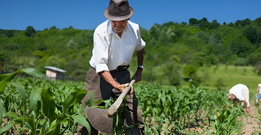 productor de cultivo de maíz Perú