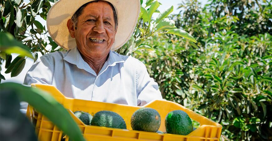 productor de palta Hass Perú