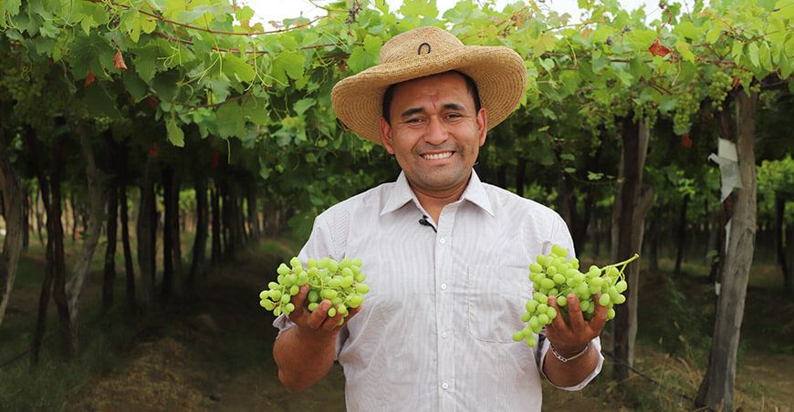 Productor de uva Ica Perú agroexportación