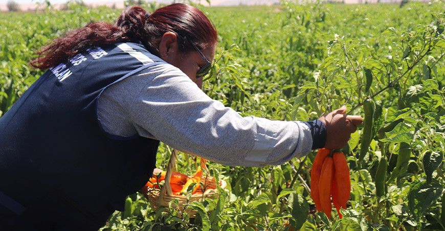 productora de ahí amarillo Inclán Tacna Perú