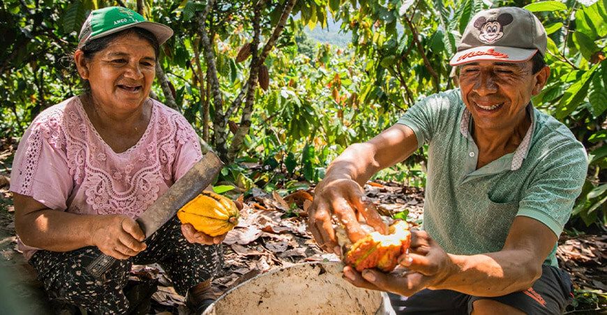 productores de cacao Perú