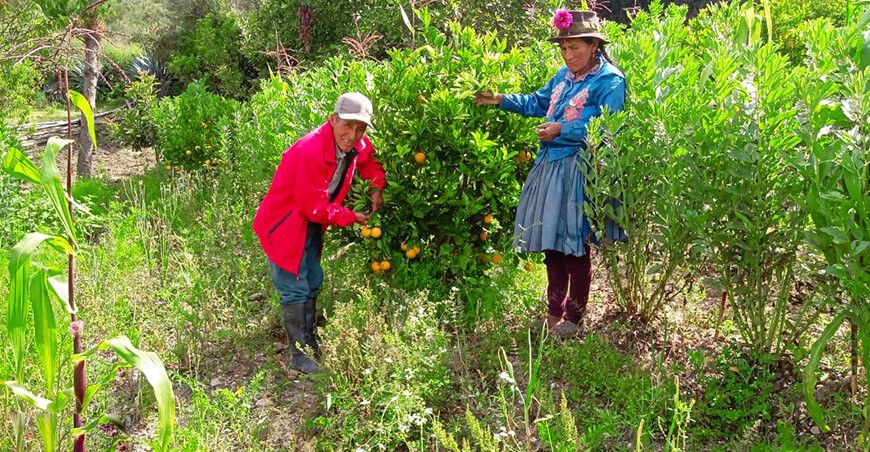 productores cítricos control mosca de la fruta Ayacucho Perú