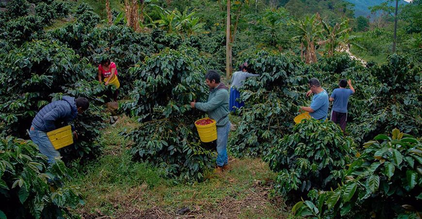 productores de Huánuco exportarán café