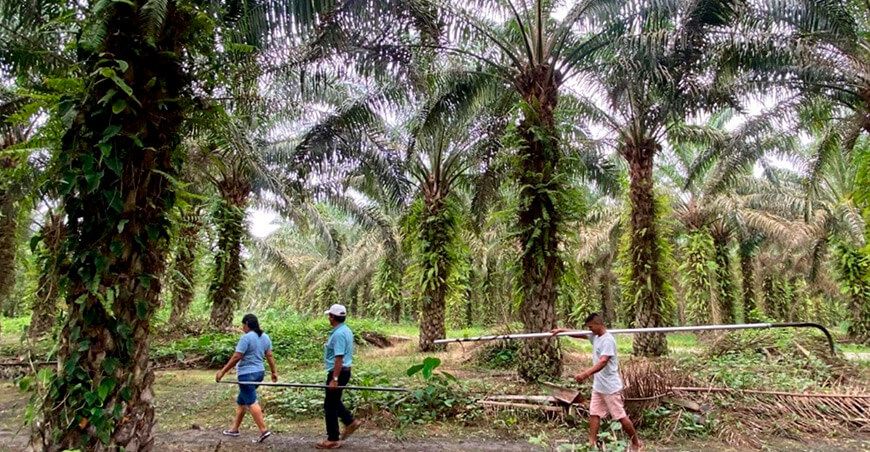 productores de palma Perú